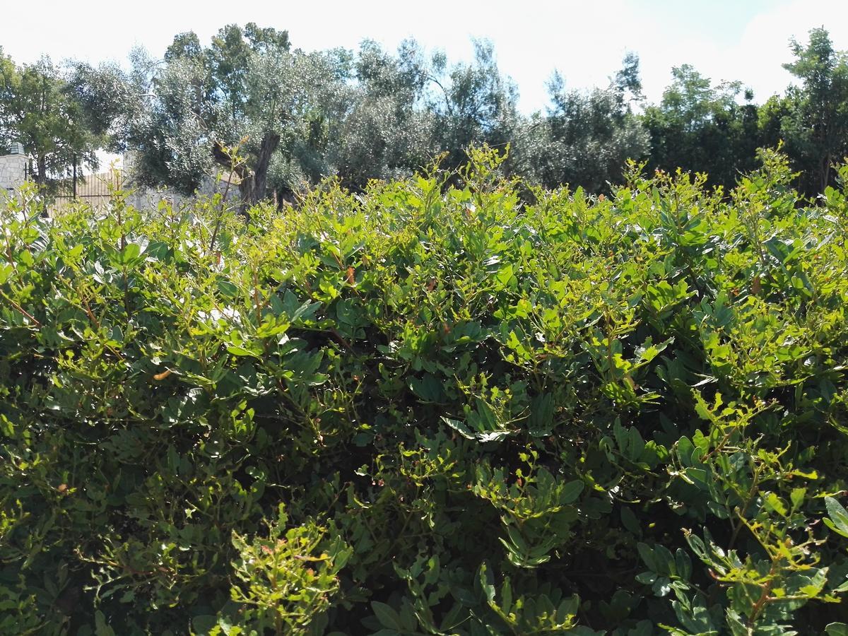 Casale Farnesiana B&B Tarquinia Ngoại thất bức ảnh